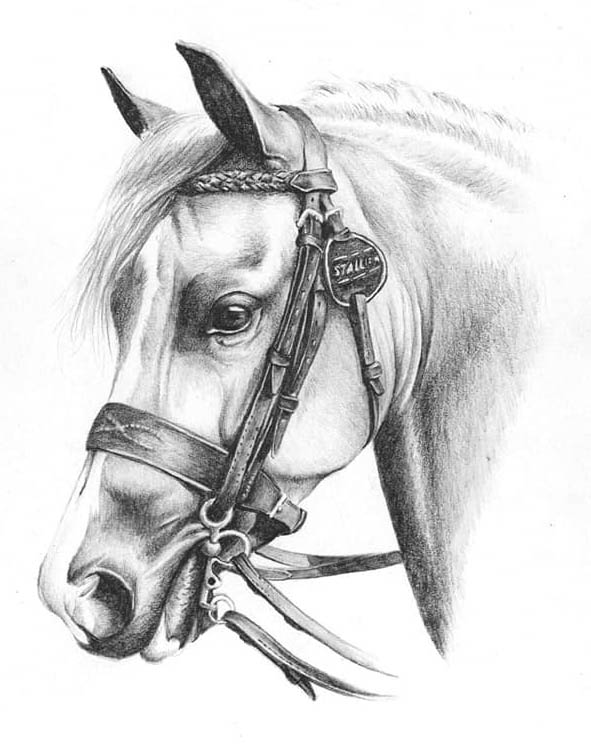 Cassie James - Pencil Horse Drawing